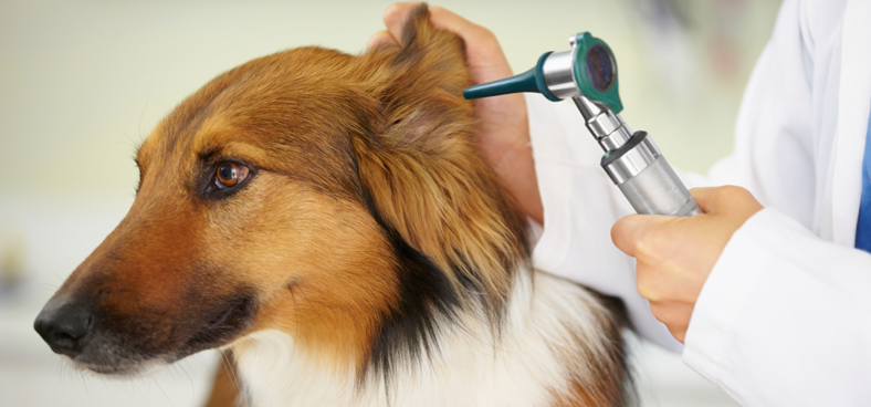 pet ear exam