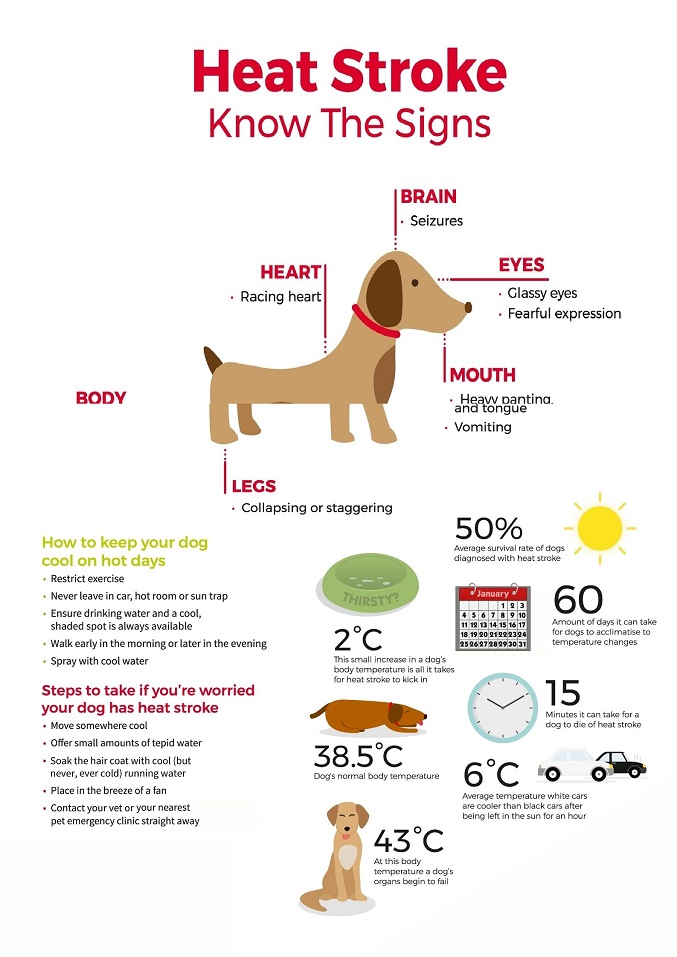 what happens after dog has stroke